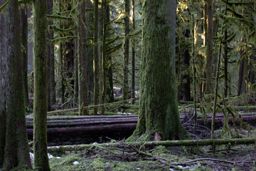 Mount Rainier National Park, WA, USA. 