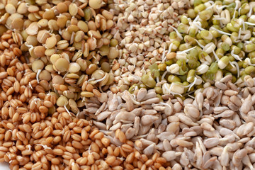 Set of different sprouted seeds for healthy eating as background . Sprouted seeds: lentils, wheat, sunflower seeds, Mung and buckwheat.