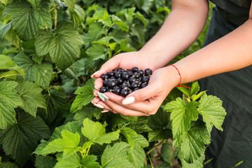 Black currant growers engineer working in  garden with harvest, woman  with box of berries