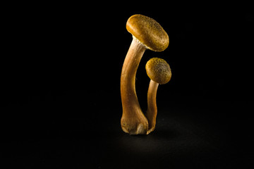 Some mushrooms of "Armillaria tabescens" also called good family, on a black background