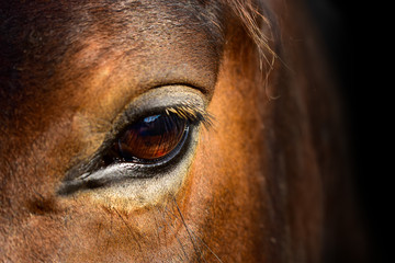 Brown Horse macro eye