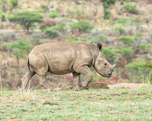 Fototapeta premium White Rhino Calf