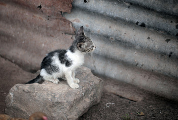 grey skinny sad kitten outdoors in africa with natural light