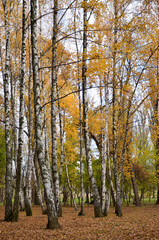 autumn in the forest