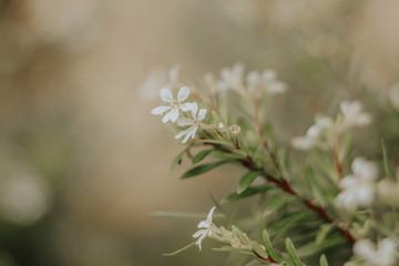 Fototapeta premium Flores Brancas