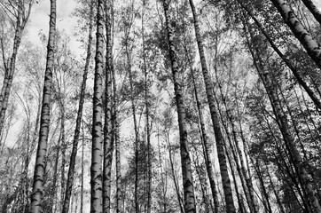 Obraz premium trees in forest