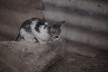 grey skinny sad kitten outdoors in africa with natural light