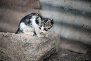 grey skinny sad kitten outdoors in africa with natural light