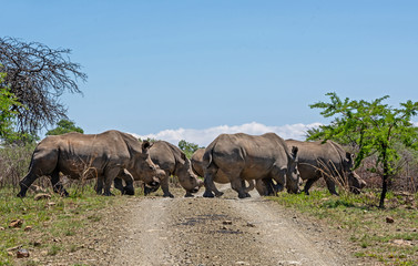 Naklejka premium White Rhino Group