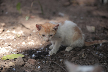 Naklejka na ściany i meble red kitten outdoors in africa