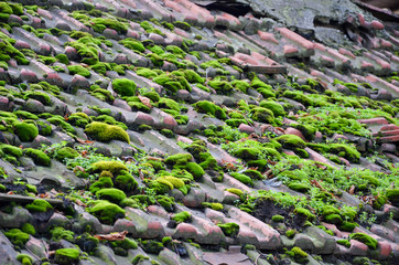 moss on the roof