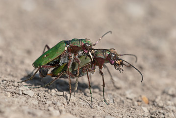 Fototapeta premium Green tiger beetles (Cicindela campestris) mating on an open sandy and barren surface. Male grips female at back of thorax with his (pale-coloured) mandibles.