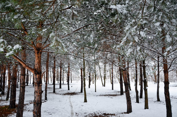 forest in winter