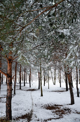forest in winter
