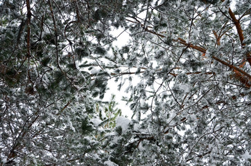 branches of a tree