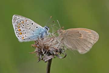 Two butterflies face to face sitting on a faded florescence with seeds ready for wind dispersal. Common blue (Polyommatus icarus) and small heath (Coenonympha pamphilus).