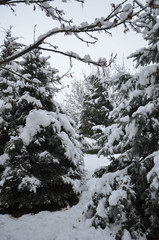 snow covered trees