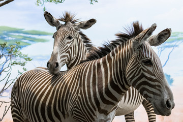 Face of two small and nice zebras.