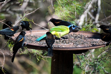 green jay