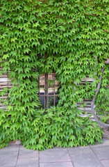 Window in Ivy covered wall