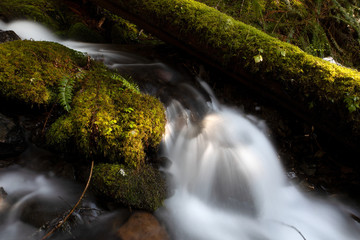 Mount Rainier National Park, WA, USA. 