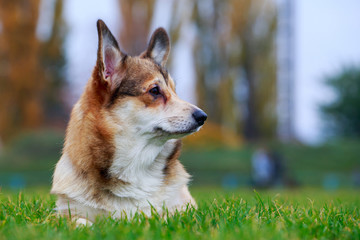 Dog breed Welsh Corgi Pembroke