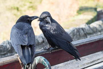 Pair of Large Ravens on a Castle Bench