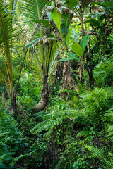 Naklejka premium tropikalna dżungla
