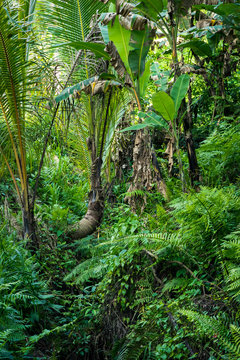 jungle tropicale