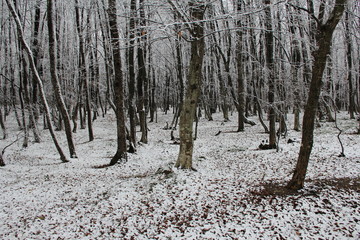 Walking through nature in winter