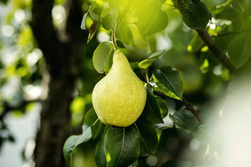 Tasty young healthy organic juicy pears hanging on a branch