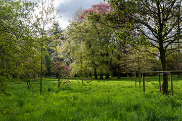 Fototapeta na wymiar Green field, trees and sky