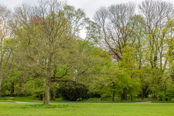 Green field, trees and sky