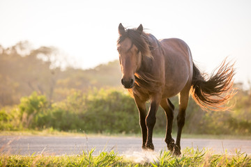A wild pony (Equus caballus) at Assateague Island National Seashore, Maryland