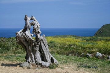viejo árbol muerto a la orilla del mar