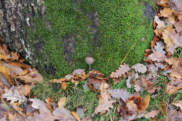 Walking through nature in winter