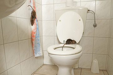 zwei braune wilde Ratten im Badezimmer, eine Ratte auf der Toilettenbrille, bei Tag