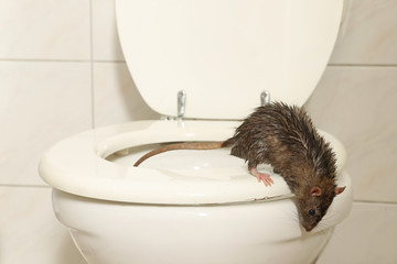Eine Ratte kommt aus der Toilette ins Badezimmer, Tagszene mit weißem Licht