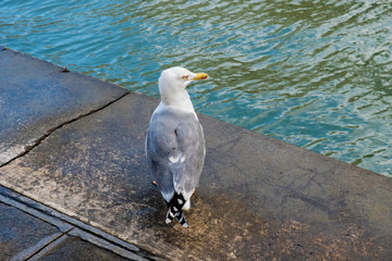 See gull on the embankment of the Grand Canal in Venice