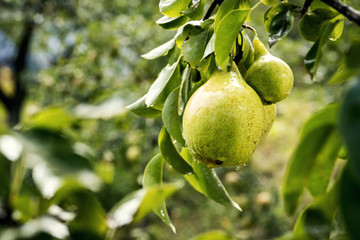Tasty young healthy organic juicy pears hanging on a branch