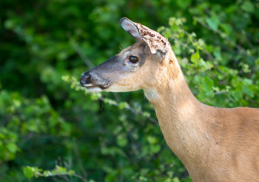 A female White-tailed Deer (Odocoileus virginianus) whose ears are infested with ticks at Assateague Island National Seashore, Maryland