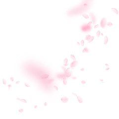 Sakura petals falling down. Romantic pink flowers 
