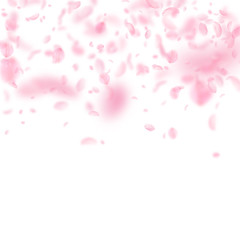Sakura petals falling down. Romantic pink flowers 