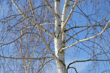 Winter forest in clear weather