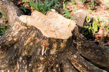 Fototapeta premium Old stump dead tree wood in the forest green nature background.