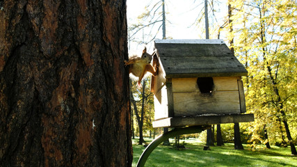 Funny squirrel close-up stretching between a tree and a feeder