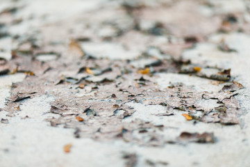 close up of old tree bark texture background.