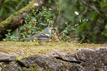 Fringilla coelebs maderensis small cheeky bird, colorful madeiran chaffinch
