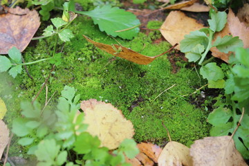 moss