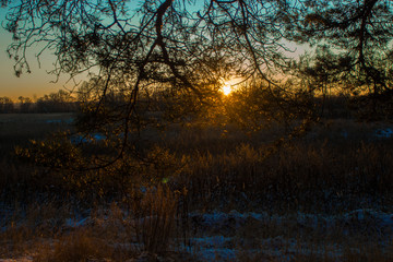 die Sonne in den Zweigen der Kiefer